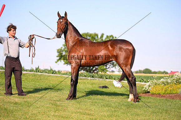 AJB_0868