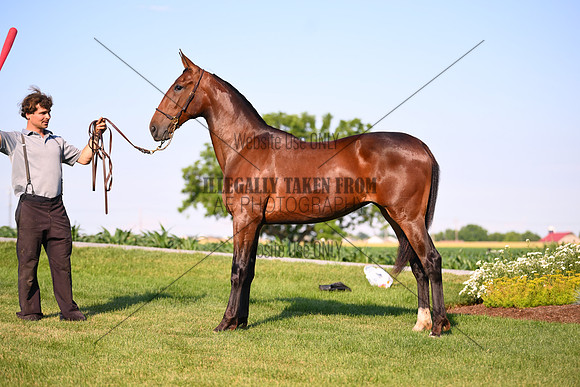 AJB_0869