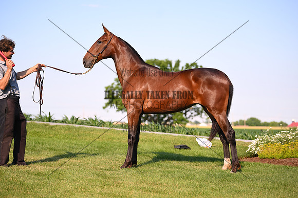 AJB_0871