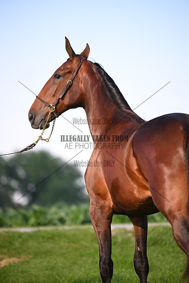 AJB_0877