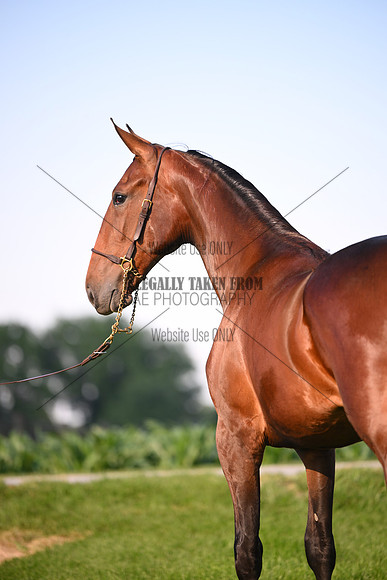 AJB_0879