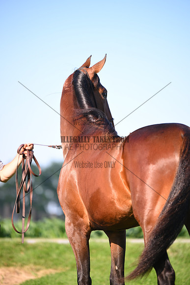 AJB_0882