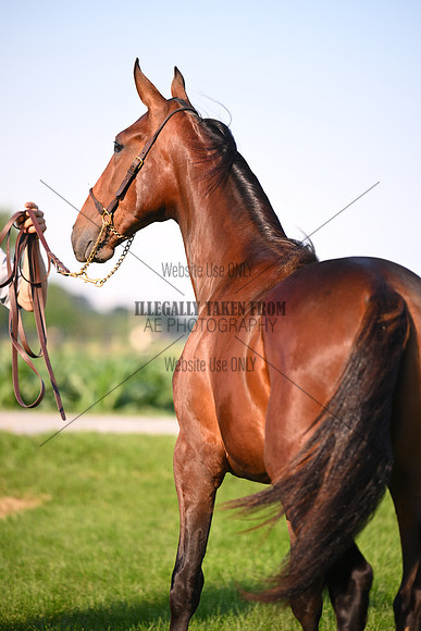 AJB_0885