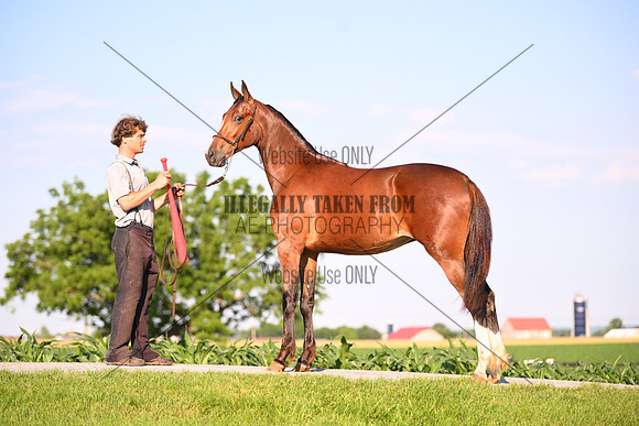 AJB_0894