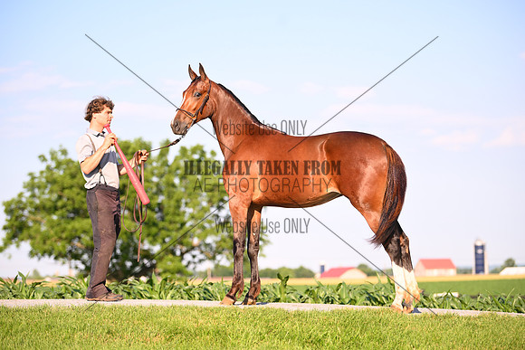 AJB_0895