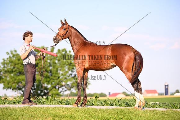 AJB_0896