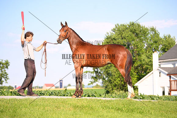 AJB_0898