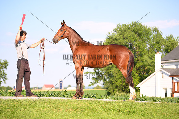 AJB_0899