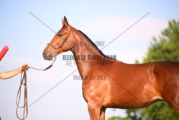 AJB_0902
