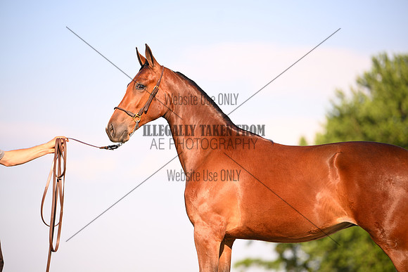 AJB_0903