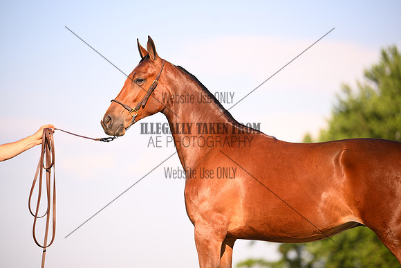 AJB_0904