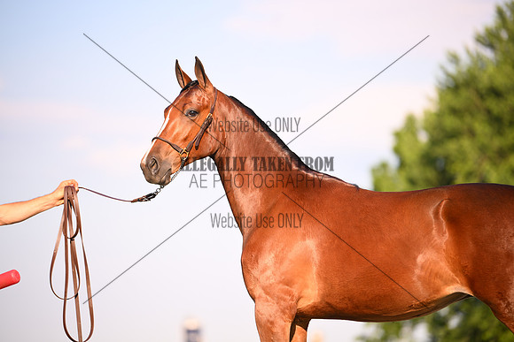 AJB_0905