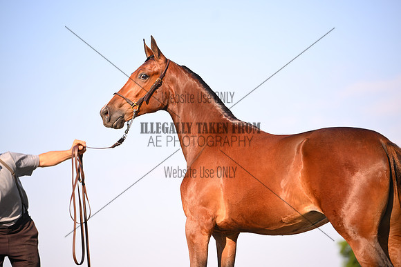 AJB_0908