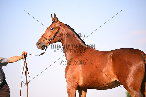AJB_0909