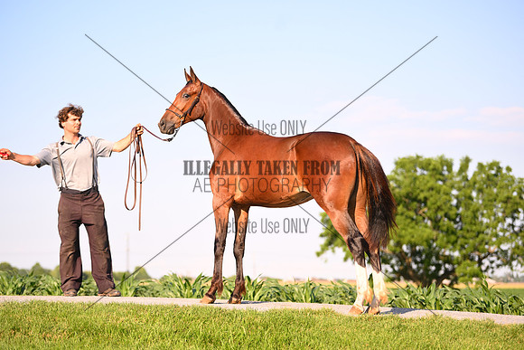 AJB_0910