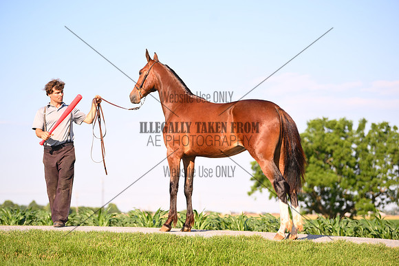 AJB_0911