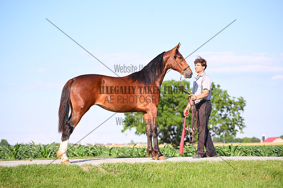 AJB_0914