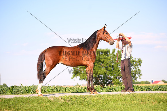 AJB_0918