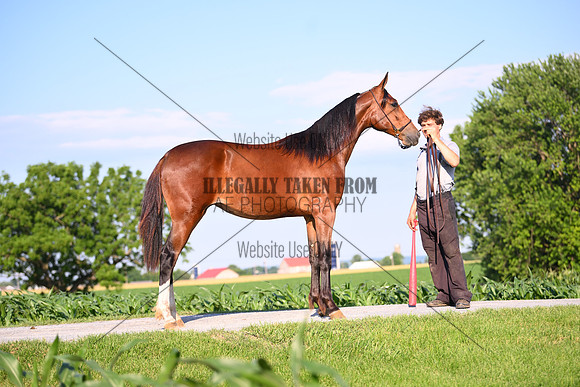 AJB_0919