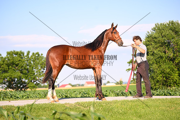 AJB_0921