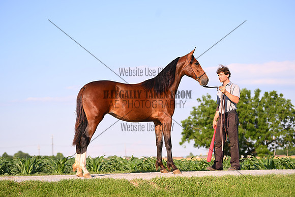 AJB_0925