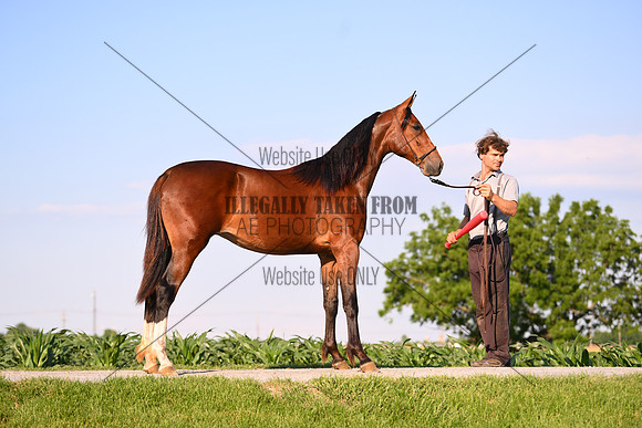 AJB_0926