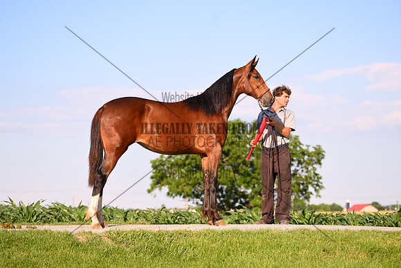 AJB_0929
