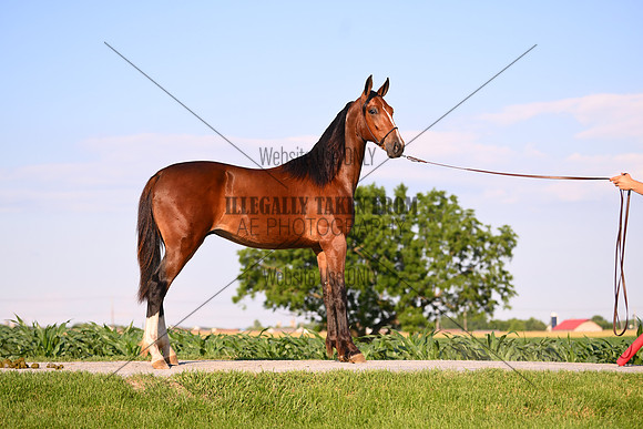 AJB_0931