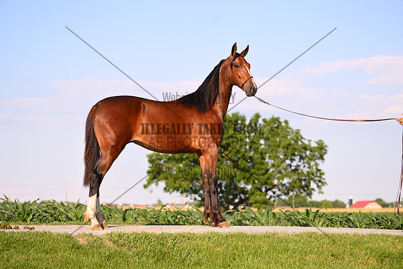 AJB_0932