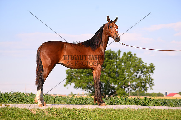 AJB_0933