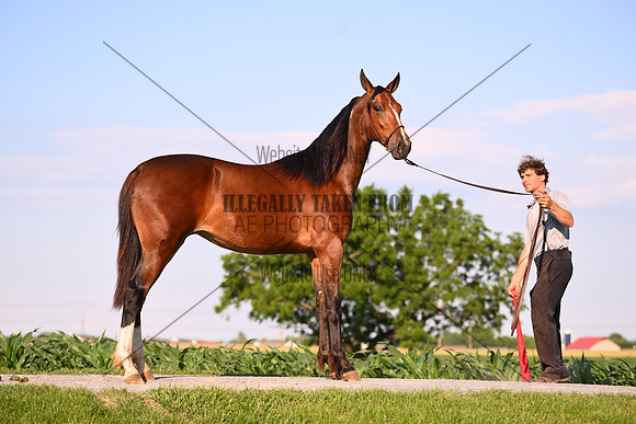 AJB_0934
