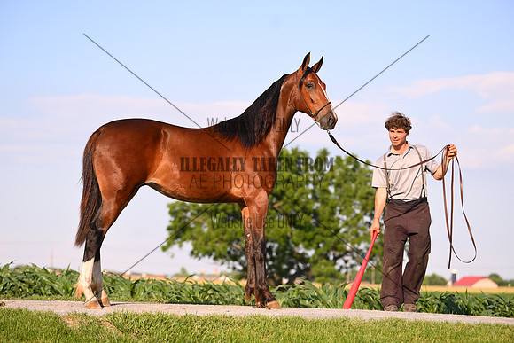 AJB_0935