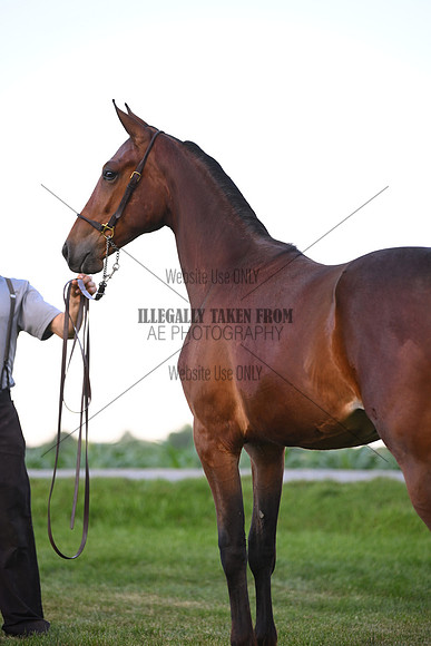 AJB_0949