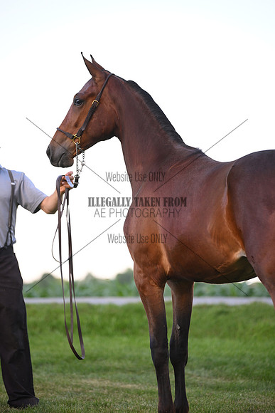 AJB_0950