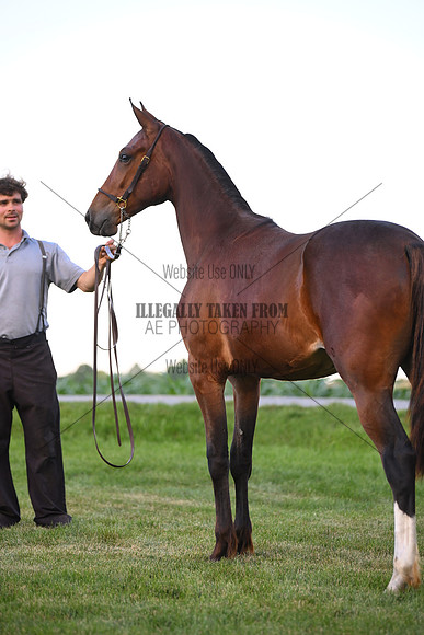 AJB_0951