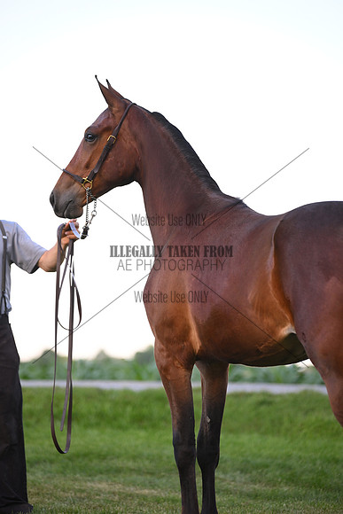 AJB_0952