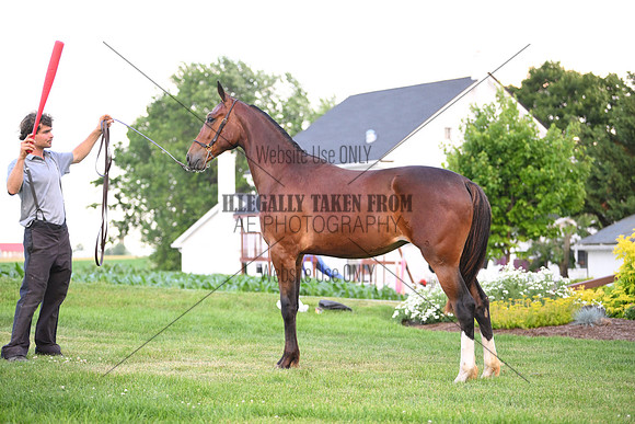 AJB_0956