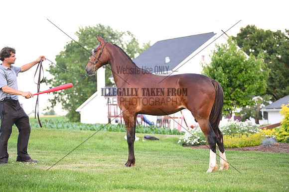 AJB_0957