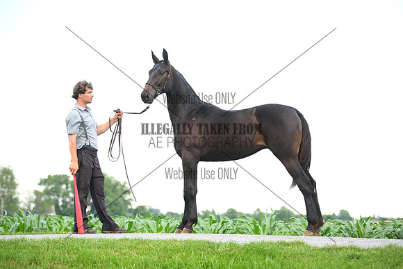 AJB_0958
