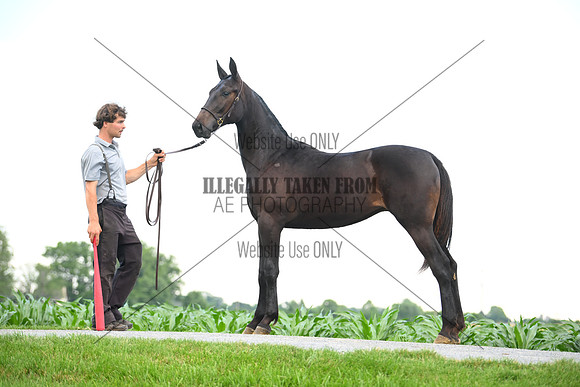 AJB_0959