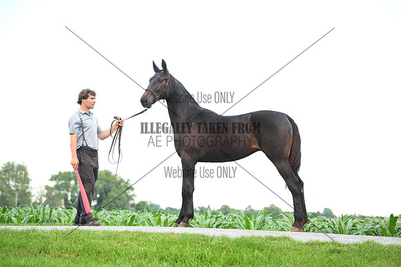 AJB_0960