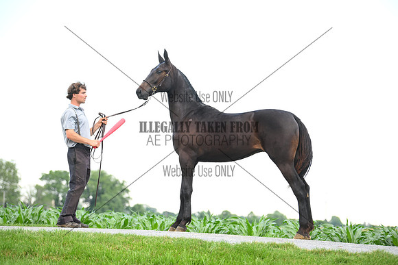 AJB_0961