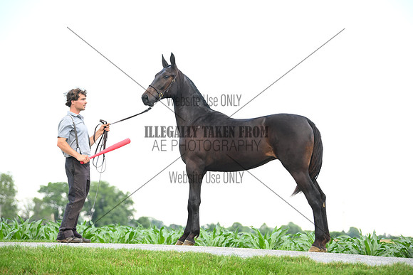 AJB_0962