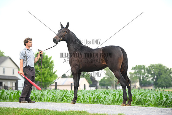 AJB_0963