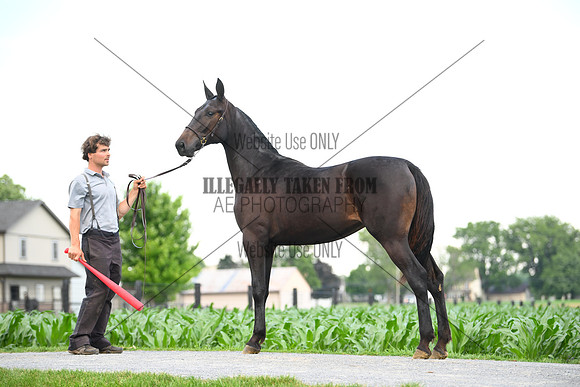 AJB_0964