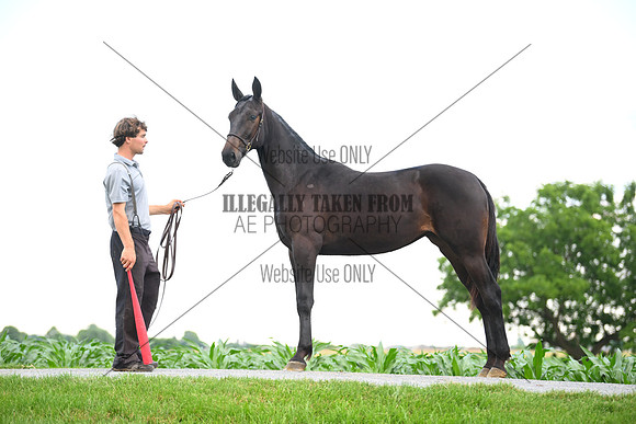 AJB_0966