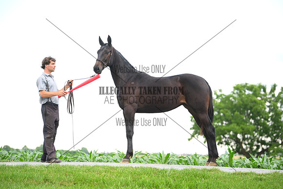 AJB_0968
