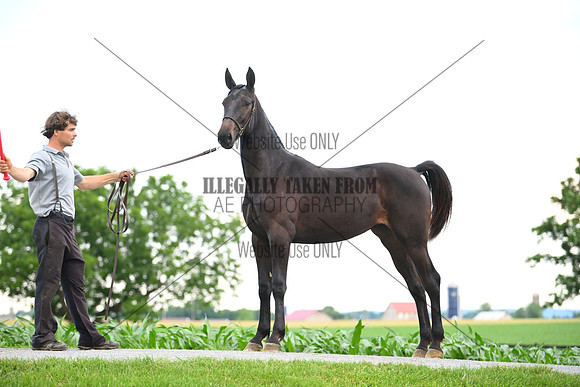 AJB_0969