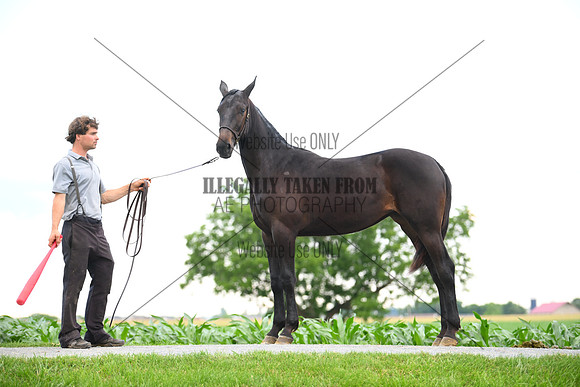 AJB_0972