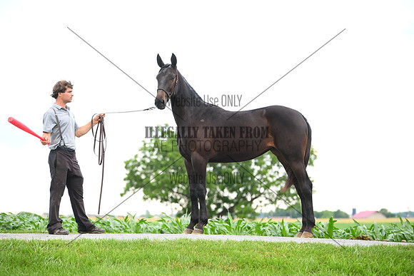 AJB_0973